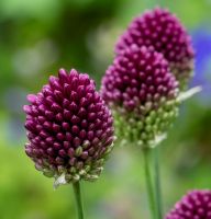 Allium Sphaerocephalon